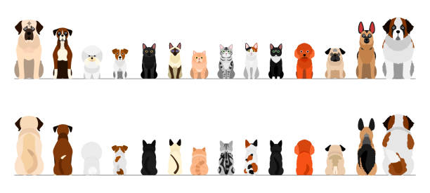 kleine und große hunde und katzen grenze gesetzt, volle länge, vorne und hinten - dog group of animals variation in a row stock-grafiken, -clipart, -cartoons und -symbole