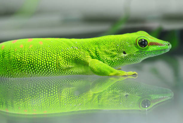 istock Madagascar giant day gecko ( Phelsuma grandis ) 1176700995