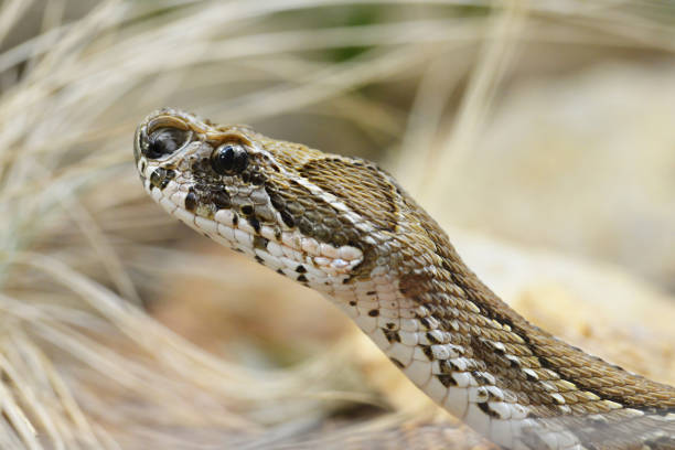 istock Russell's viper ( Daboia russelii ), venomous snake. 1176701109