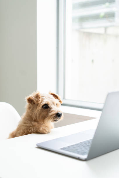 istock Norfolk Terrier dog woking with laptop at office 1176702124