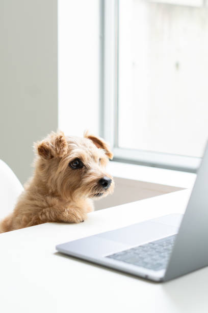 istock Norfolk Terrier dog woking with laptop at office 1176702127