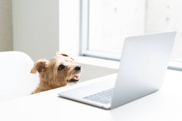 istock Norfolk Terrier dog woking with laptop at office 1176702134