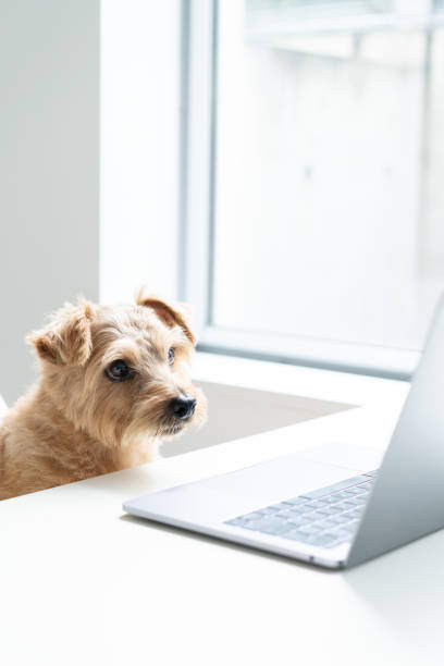 istock Norfolk Terrier dog woking with laptop at office 1176702142