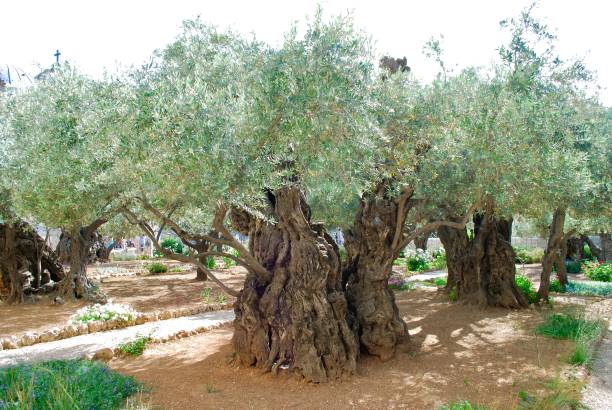 istock Garden of Gethsemane 1176702819