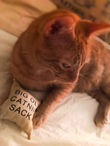 istock Tabby cat playing with catnip toy 1176702941