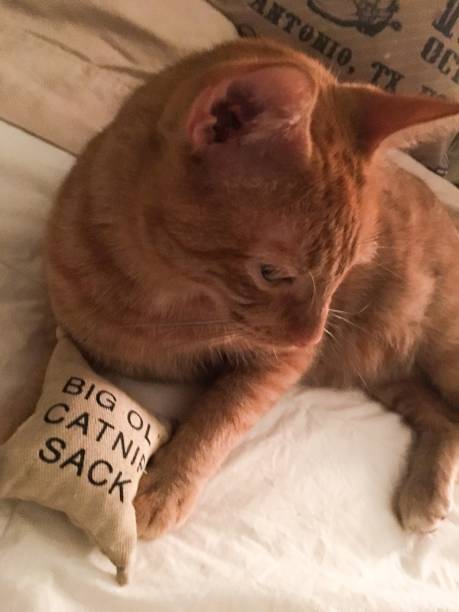 istock Tabby cat playing with catnip toy 1176702948
