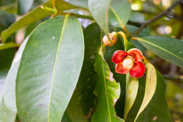 Image of the red flowering mangosteen is blooming to be the mangosteen.