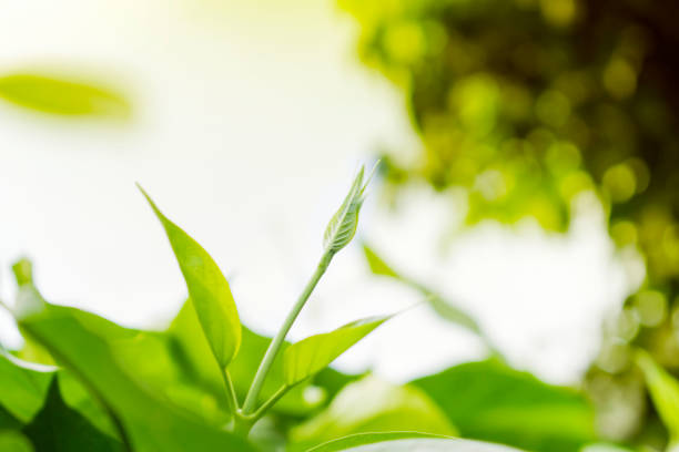 Green wood shoots Small leaves on the back, blurred