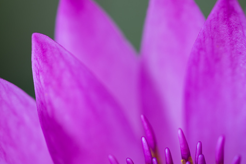 Soft focus of purple lotus macro shot for abstract background