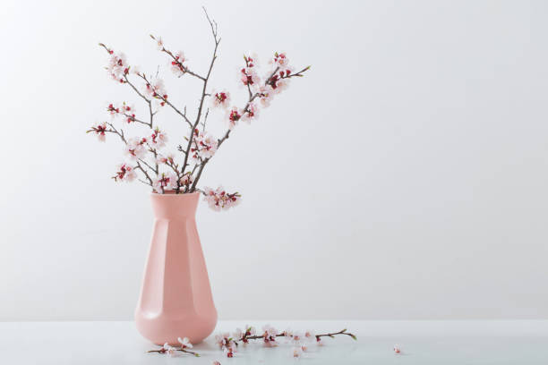 istock flowering cherry branch in  vase on white background 1176703307