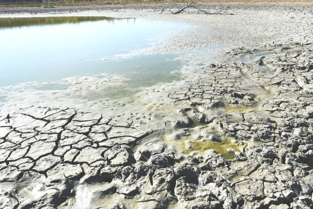 istock High pond turned into a swamp, dry and viscous. 1176703822