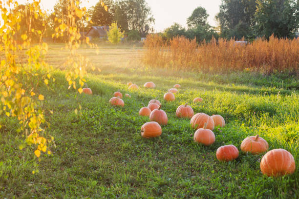 istock field with pumpkins at sunset 1176703837