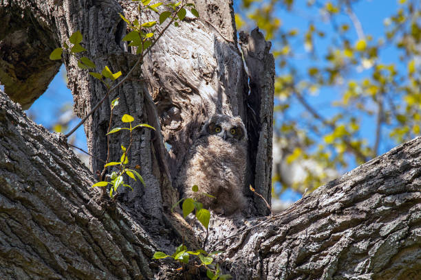 istock Baby great horned owl on the nest 1176704280
