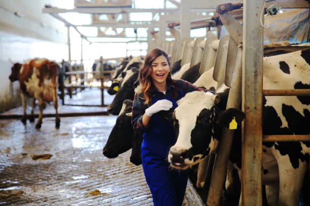 Vet Inspecting Cattle Whilst They Are Being Milked