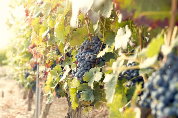 istock Dawn in the garden with grapes 1176706205