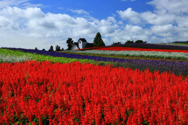 istock Blue sky and flower field 1176706279