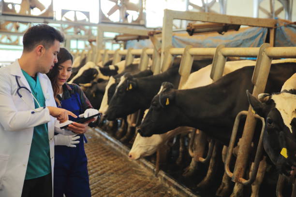 eterinarian chatting with farmer eterinarian chatting with farmer Gender Selection Technology Breeding for Cows stock pictures, royalty-free photos & images