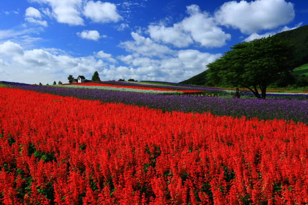 istock Blue sky and flower field 1176707520