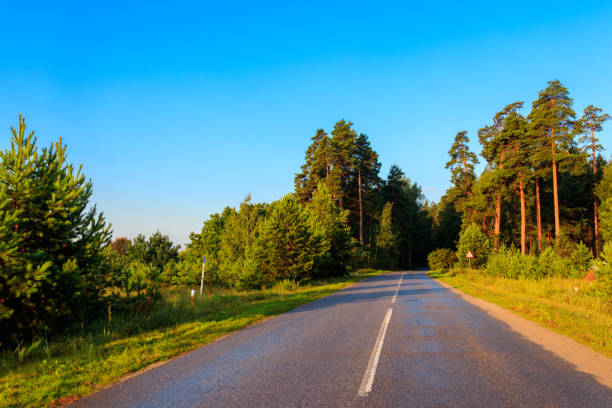 istock Asphalt road through green pine forest at summer 1176707712