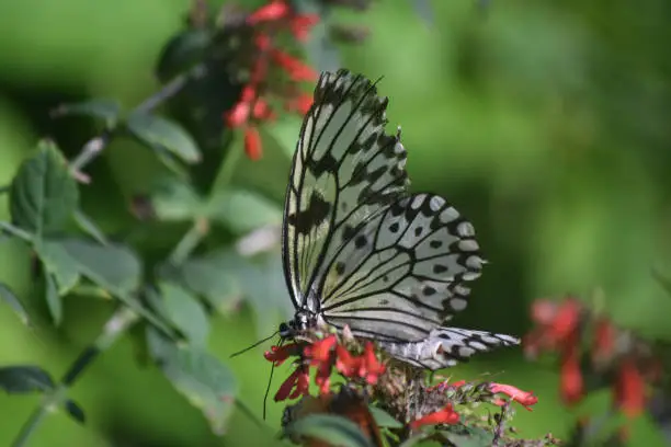 Beautiful butterly with wings shown in profile