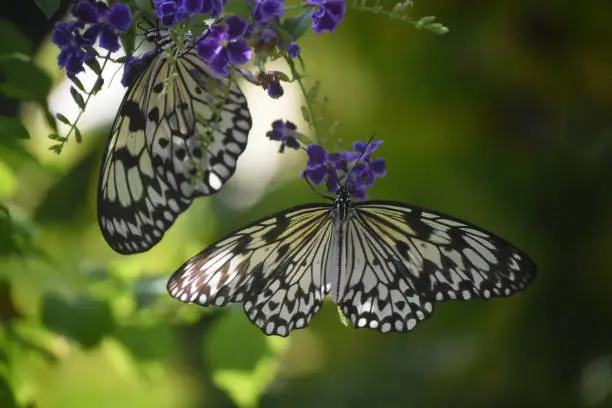 Garden with a stunning pair of tree nymph butterflies.