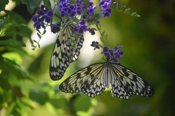Two tree nymph butterflies on purple flowers.