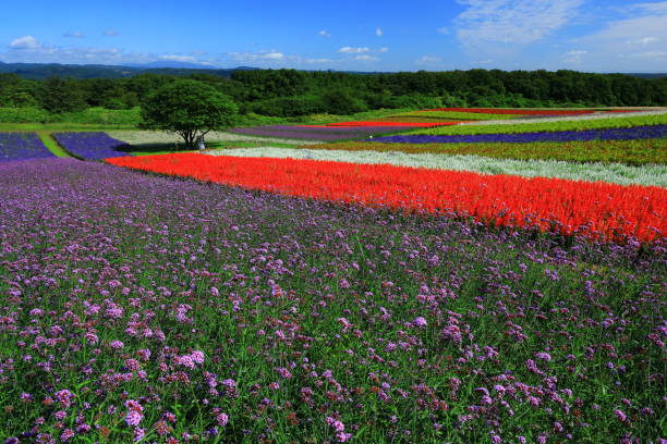 istock Blue sky and flower field 1176711192