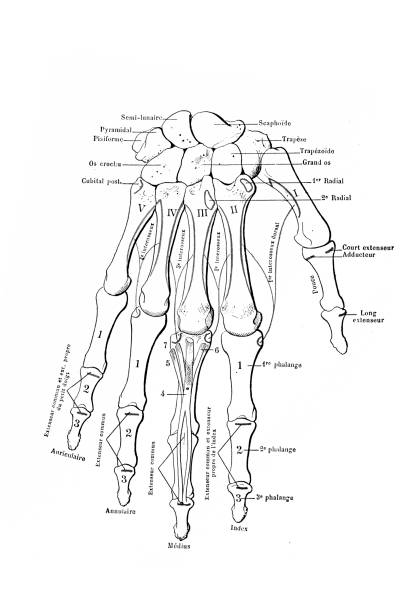 The skeleton of the hand with muscle insertions Illustration of a The skeleton of the hand with muscle insertions labeled hand bones stock illustrations