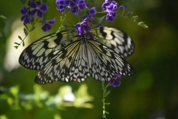 Gorgeous Tree-Nymph Butterflies with purple flowers in the background