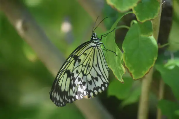 Beautiful Tree-Nymph Butterfly with Bright Green Background