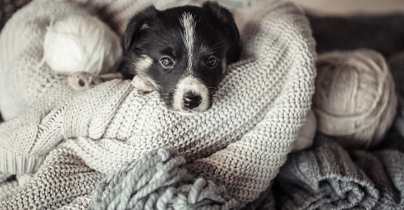A cute little puppy is lying with a cozy sweater. The concept of Pets .