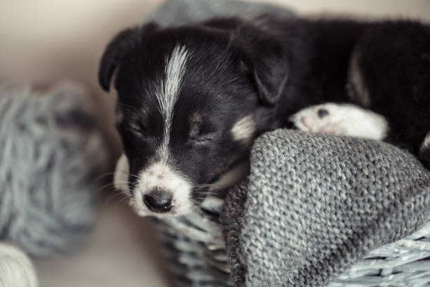 istock Little cute puppy lying with a sweater. 1176712212