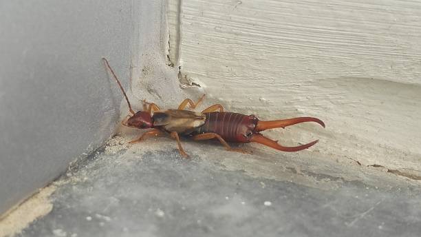 Earwig Earwig hairy insect stock pictures, royalty-free photos & images