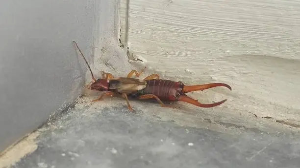 Photo of Earwig