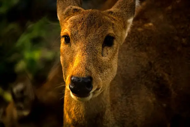 Photo of beautiful deer face closeup