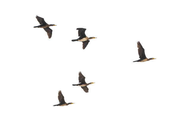 istock Flock of wild ducks in flight isolated on white background 1176713896