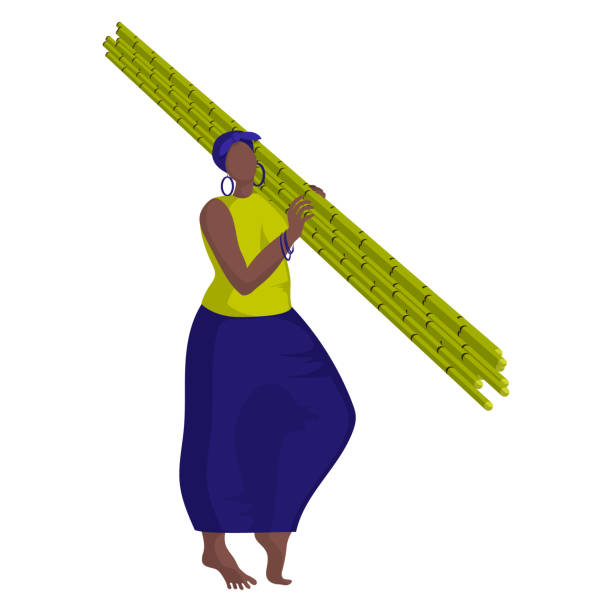 illustrazioni stock, clip art, cartoni animati e icone di tendenza di bella ragazza nera sta raccogliendo manualmente la canna da zucchero - cuban ethnicity illustrations