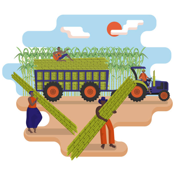 Black agricultural workers are picking a sugarcane in the field. Tractor with a trailer loaded with sugarcane. Black agricultural workers are picking a sugarcane in the field. Tractor with a trailer loaded with sugarcane. Harvesting of sugar cane.  Agricultural work. Flat cartoon vector illustration. plantation stock illustrations