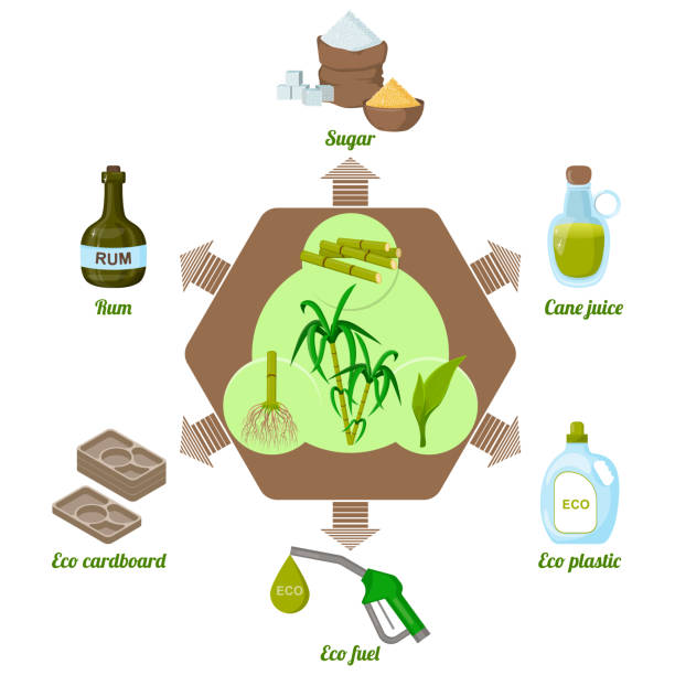 trzcina cukrowa i jej produkty. przetwarzanie. infografiki - energy drink bottle drink plastic stock illustrations