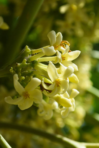istock Papaya flower in home garden 1176715838