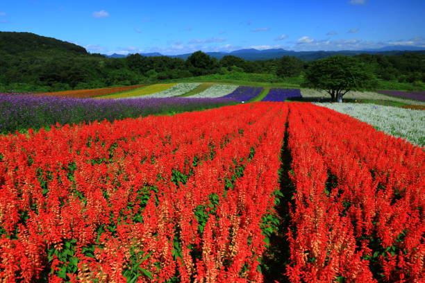 istock Blue sky and flower field 1176716435