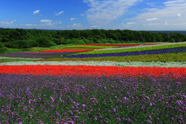 istock Blue sky and flower field 1176717220