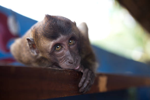 Long tail macaque baby monkey in the zoo
