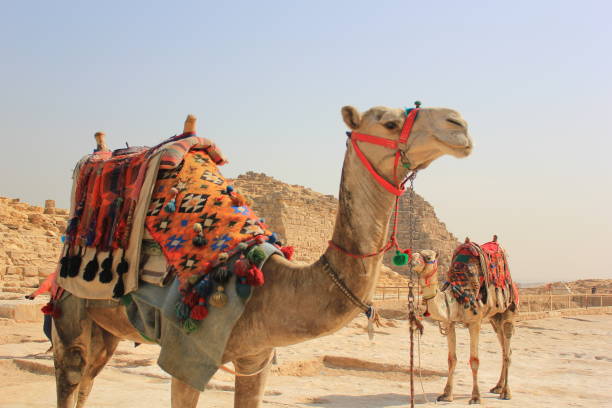 zwei kamele für touristentourn in kairo - kamel stock-fotos und bilder