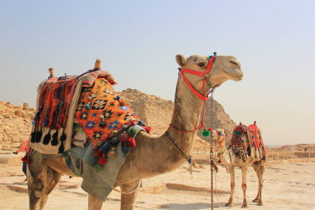 カイロで観光客の乗り物のための2つのラクダ - camel ストックフォトと画像