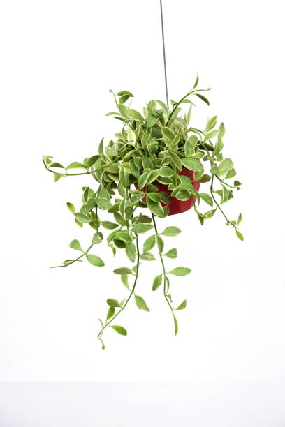 istock Green plant Hanging isolated on white background 1176720144