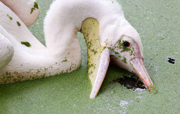 розовый пеликан, плавающий в бассейне, наполненном утиными водорослями - pelican beak open bird стоковые фото и изображения