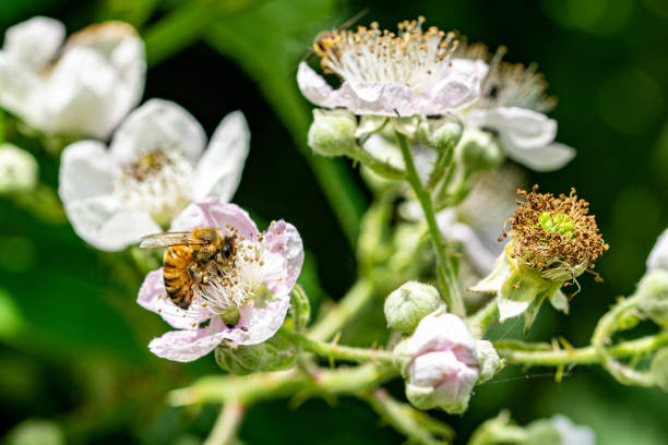 istock Honeybee collecting nectar pollen from bramble blackberry flower 1176721375