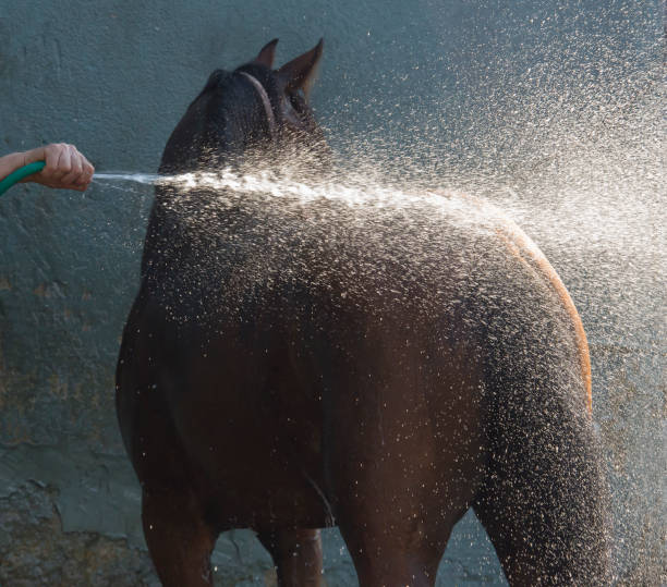 Photo of a mid adult man at the horse ranch