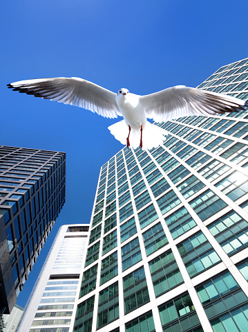 Seagulls flying in a skyscraper city